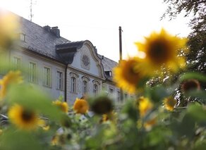 Romantischer blick durch gelbe Sonnenblumen auf das Ekkehard-Gästehaus vom Benediktiner-Kloster Huysburg